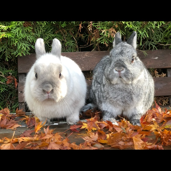 Meet your Posher, Tara - Picture 1 of 1